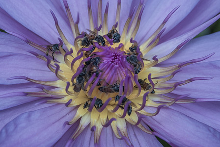 荷花莲花背景摄影照片_美丽的莲花和蜜蜂的顶视图，天然紫色莲花背景，热带莲花特写镜头。