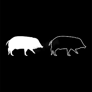 野猪 Hog wart Swine Suidae Sus Tusker Scrofa 剪影白色矢量插图实体轮廓样式图像