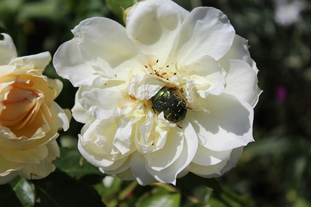 玫瑰角花摄影照片_白玫瑰花中的玫瑰金龟子