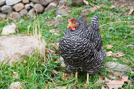 养殖业摄影照片_普利茅斯岩鸡