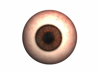 带晶状体和虹膜的眼球