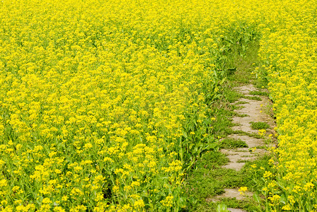 穿过黄色花卉农场的小径