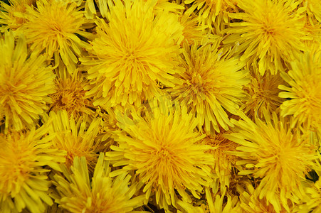 鲜花从摄影照片_从花蒲公英多彩明亮的背景。黄色背景