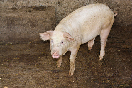 农商银行图标摄影照片_农场里的猪