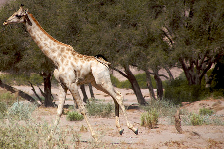 沙漠漫画摄影照片_可可岛的长颈鹿