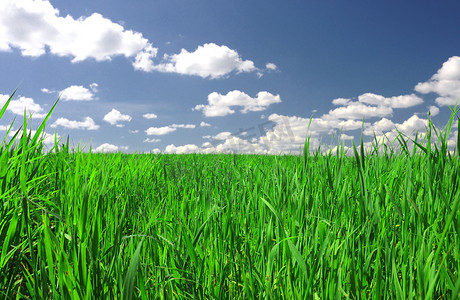 绿色的田野和蓝天