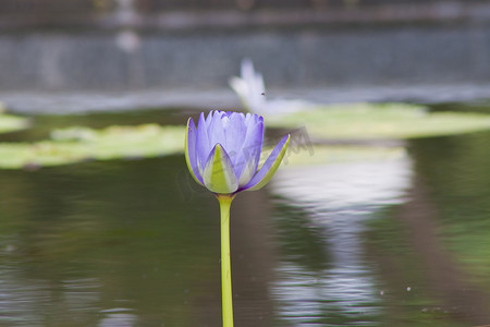 池中美丽的莲花