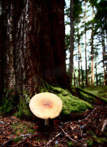 Kitsumkalum 省立公园的巨型蘑菇