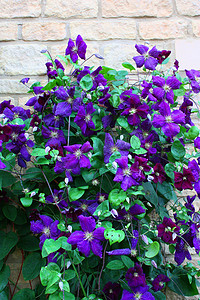 美丽的蓝紫色花朵