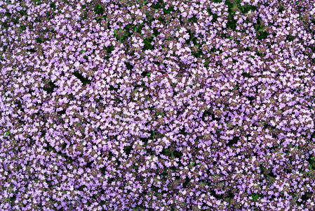 地被植物在花园的床上盛开紫色的花百里香