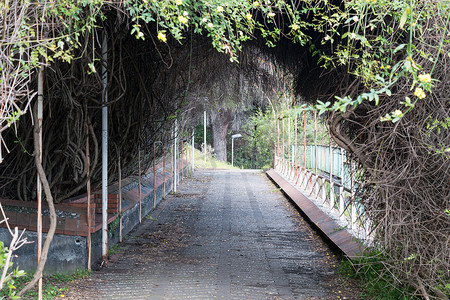 隧道植物