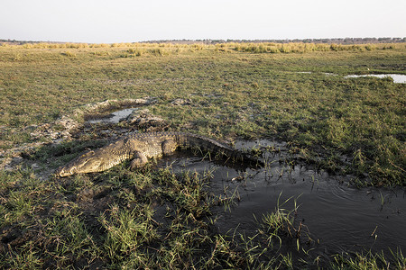 矢量猎人摄影照片_在非洲风景和风景的美丽的鳄鱼