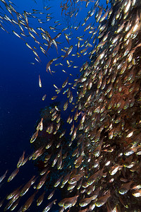 红海中的金色清扫鱼 (parapriacanthus ransonneti)。