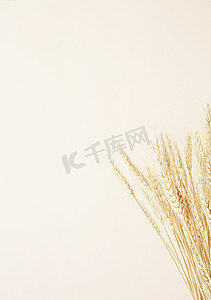沙漠创意背景摄影照片_关闭在米黄背景的麦穗。