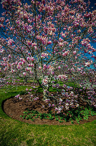 玉兰树摄影照片_开花的玉兰树密密麻麻地覆盖着美丽的新鲜别针