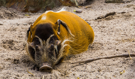 睡着的红河猪的特写，来自非洲的热带野猪