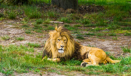 一只雄狮躺在地上的特写，来自非洲的大野猫，易受伤害的动物