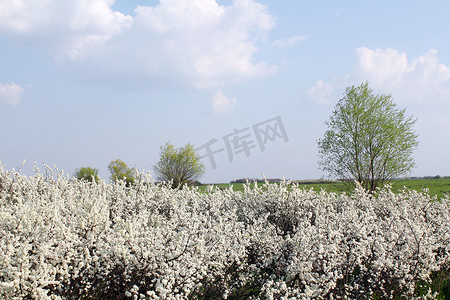 春天景象摄影照片_树木和白花春天的景象