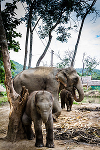 有母亲和两个婴儿的大象家庭组