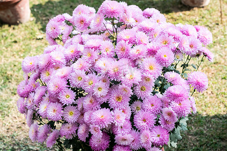 粉红色大丽花花卉植物，一种生长在阳光下的浓密、块茎、多年生草本植物。