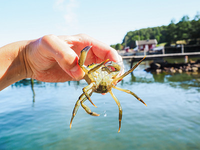 png绿水摄影照片_在海滩和绿水前拿着一只活螃蟹的人