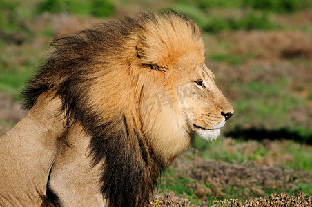 “阿多大象国家标准公园内的卡拉哈里狮子，Panthera leo”