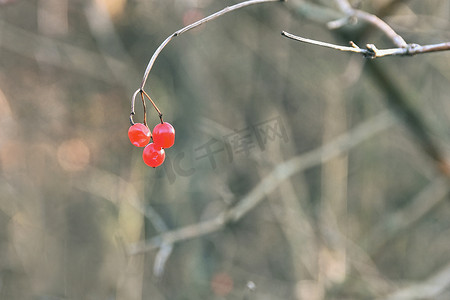 鸟在树枝上的红色浆果。