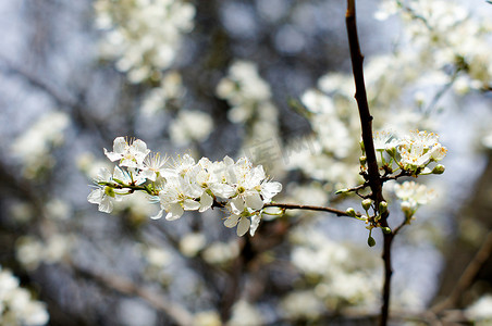 春天水果摄影照片_春天：盛开的樱花树