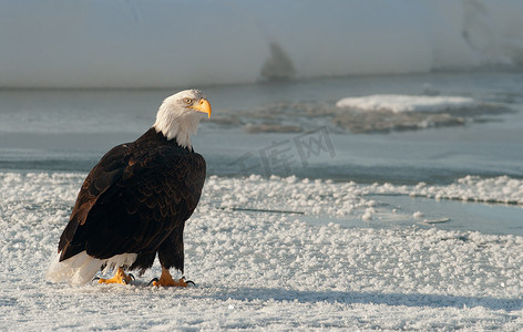 成年白头鹰 (Haliaeetus leucocephalus) 在雪地上的肖像