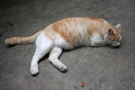 可爱的黄色泰国猫，懒猫