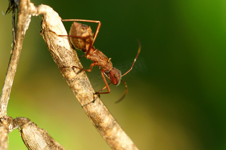 走在树枝上的红蚂蚁