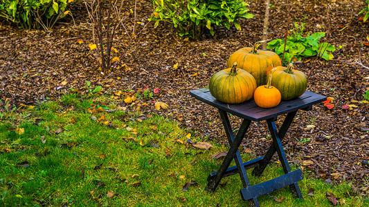 南瓜花摄影照片_带橙色和绿色南瓜的花园桌、传统的万圣节和秋季装饰、季节性背景