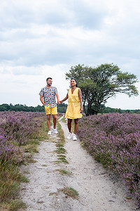 荷兰 Hilversum Veluwe Zuiderheide 附近盛开的石南花田，早晨盛开的粉紫色石南花田，日出时有薄雾