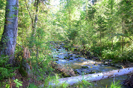山河在石头和倒下的树木周围流过水。