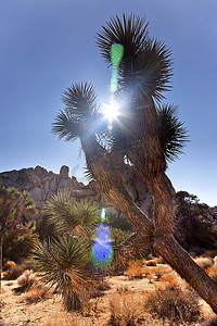 丝兰 Brevifolia 太阳耀斑莫哈韦沙漠约书亚树国家公园