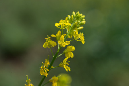 在带豆荚的农田里，芥菜花在植物上绽放。