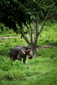 成熟的大象站在清迈丛林的森林中间