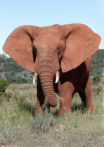 非洲象公牛