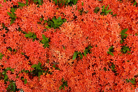 西印度茉莉花的红色。 