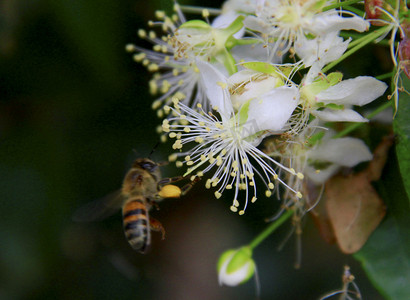 工蜂在花中采集花粉