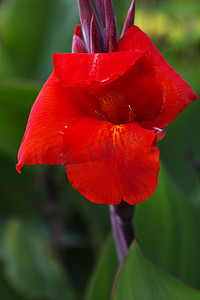 红美人蕉花