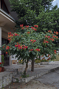 Delchevo 镇街道上的喇叭爬行者或 Campsis radicans 树的红花和叶子