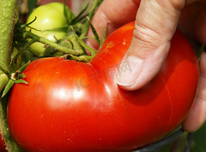摘番茄摄影照片_手摘大红番茄