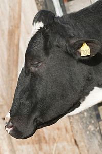 Bos taurus 成年雌性奶牛（奶牛）