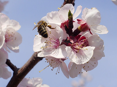 一只蜜蜂在花杏上。