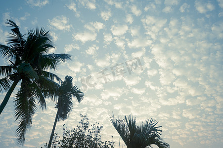 夏季季节性主题中的椰子树背景照片被鲜艳的日落天空照亮。