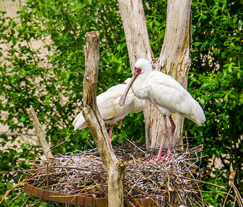一对非洲琵鹭鸟夫妇在鸟类繁殖季节站在巢穴中的特写，来自非洲和马达加斯加的热带涉水鸟