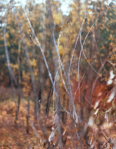 橙红摄影照片_秋天黄橙红的树叶和树枝映衬着天空，bl