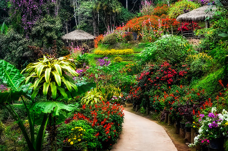 开花的环境美化的五颜六色和平安的花园