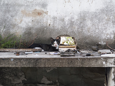 流浪猫坐在废弃的建筑物上